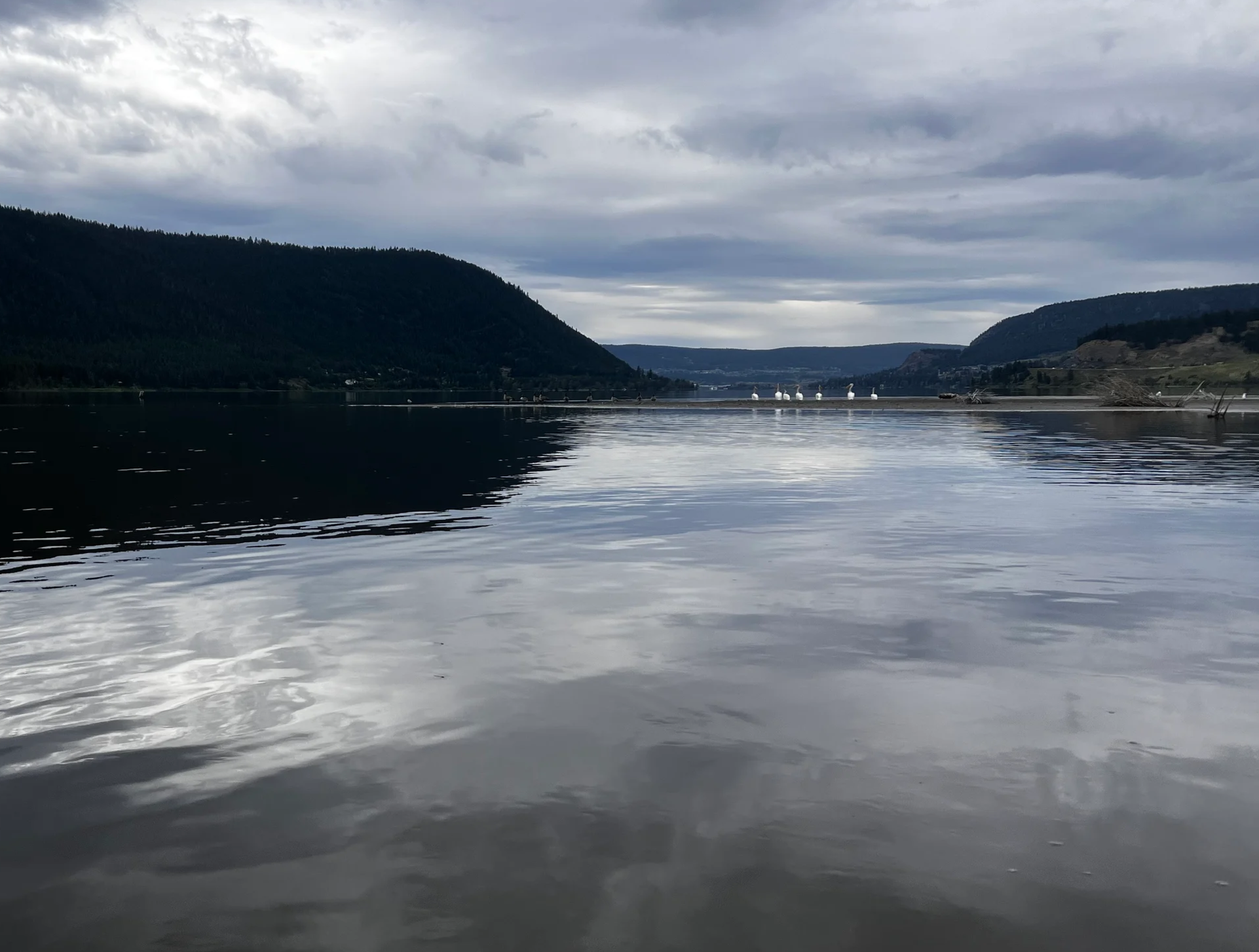 Calm mountain lake reflecting an overcast sky, with forested hills, shoreline birds, and white swans.